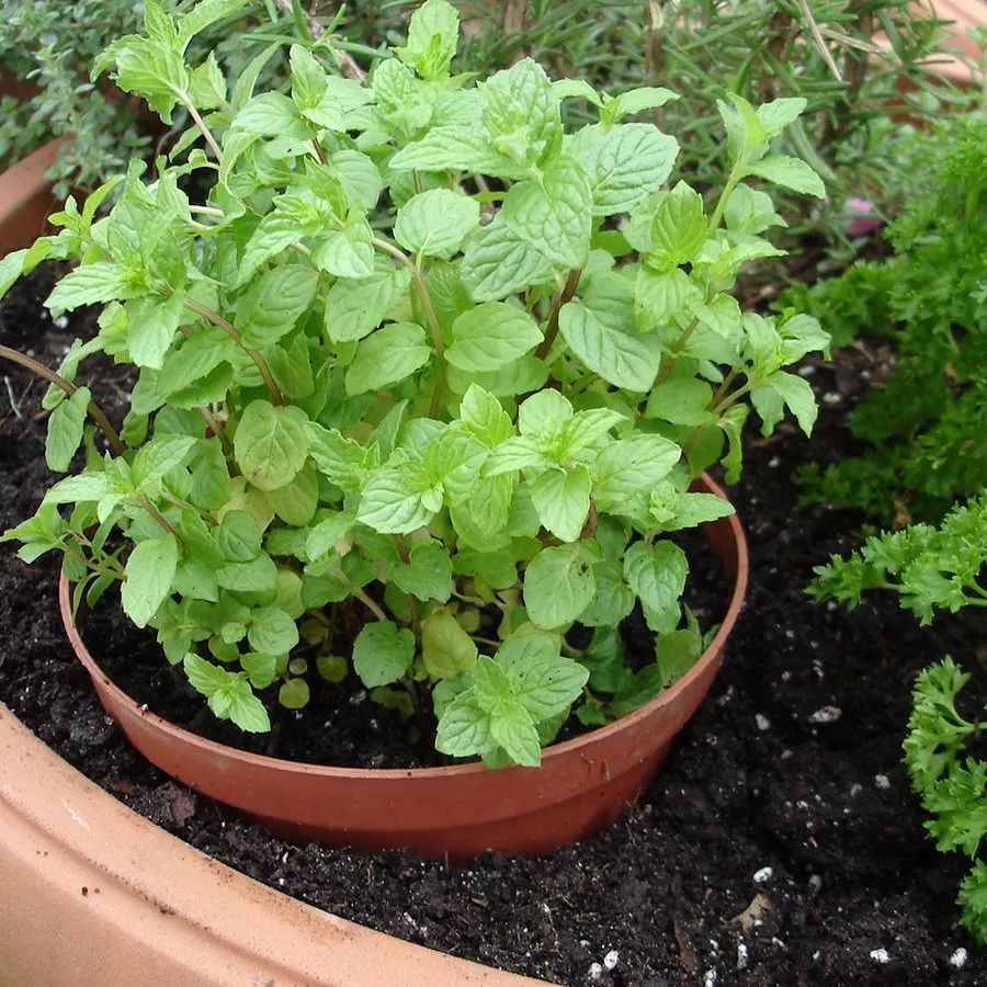 湖北恩施:“黄金盾牌”教你如何保护茶园【华体会体育hth官方网站】(图1) hth官网入口