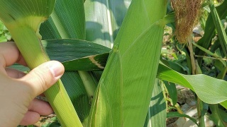 曼联依然希望马塔留队“华体会体育hth官方网站”(图1) hth官网入口